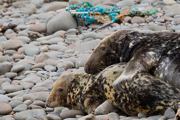 Grey Seals mating. Nov '19.