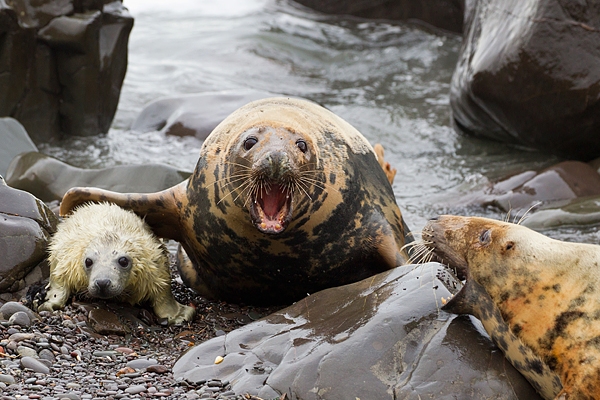 Female Grey Seals aggression,with pup,at waters edge. Nov '19.