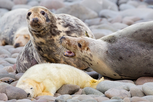 Female Grey Seals aggression,with pup,on beach 4. Nov '19.