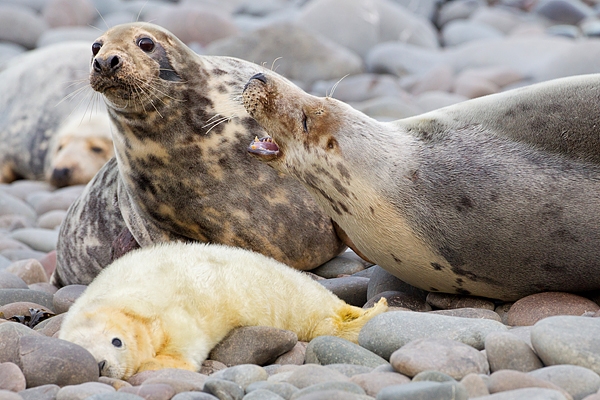 Female Grey Seals aggression,with pup,on beach 3. Nov '19.