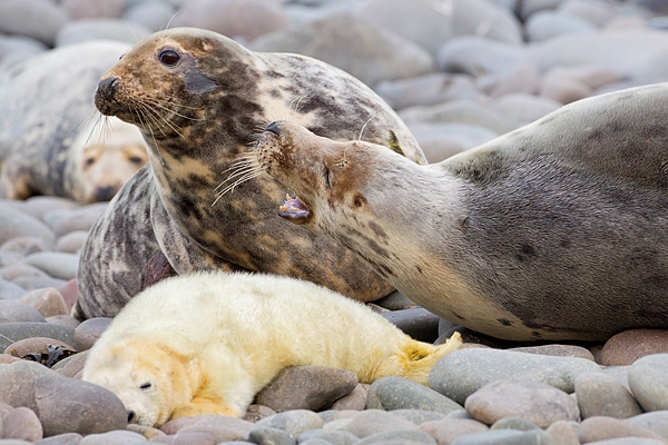 Female Grey Seals aggression,with pup,on beach 2. Nov '19.