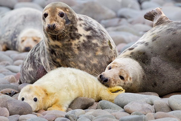 Female Grey Seals aggression,with pup,on beach 1. Nov '19.