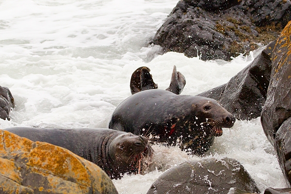 Bull Grey Seals aggression 6. Nov '19.