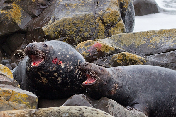 Bull Grey Seals aggression 3. Nov '19.