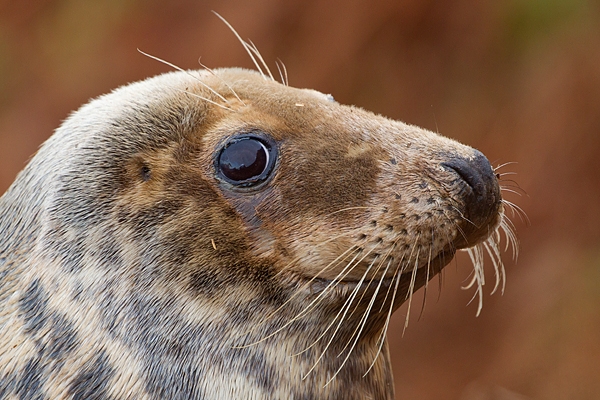 Grey Seal cow thru bracken 3. Nov '19.