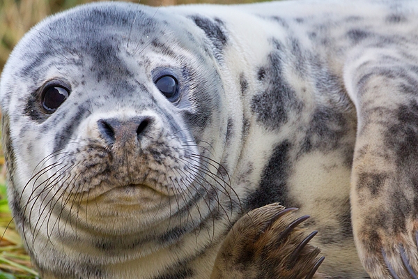 Grey Seal youngster amongst grasses 6. Nov '19.