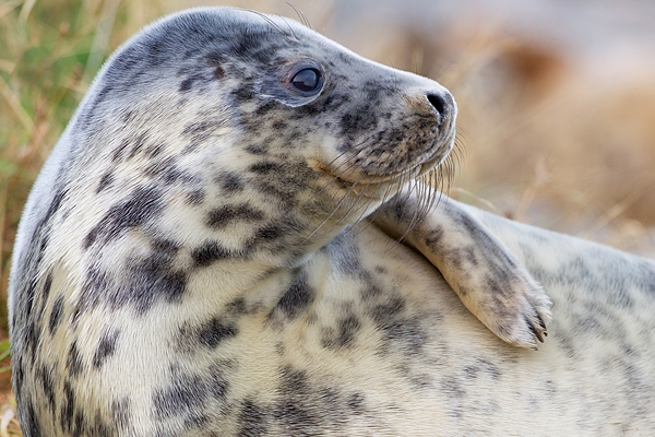 Grey Seal youngster amongst grasses 4. Nov '19.