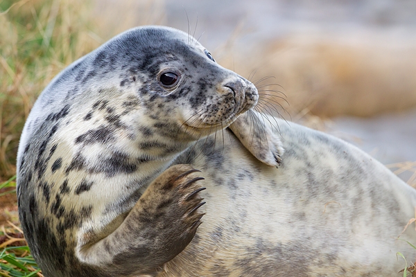 Grey Seal youngster amongst grasses 1. Nov '19.