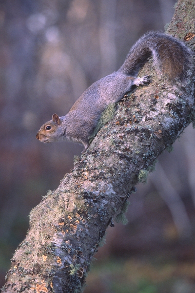 Grey Squirrel on silver birch trunk.
