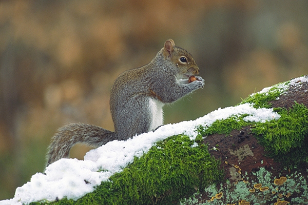 Grey Squirrel on snowy beech.