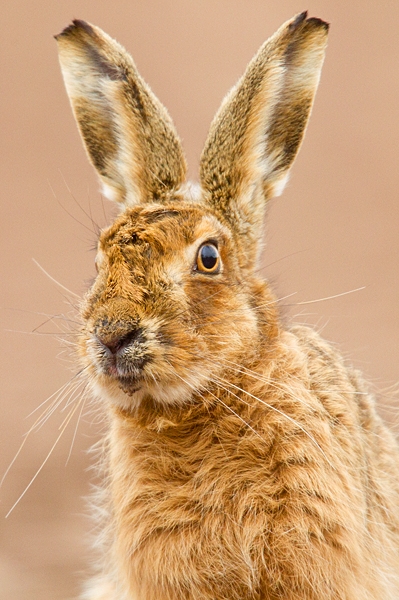 Brown Hare portrait. Mar '20.