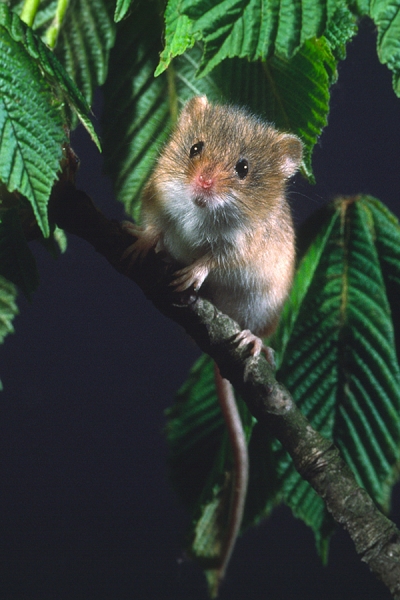 Harvest Mouse amid horse chestnut leaves.