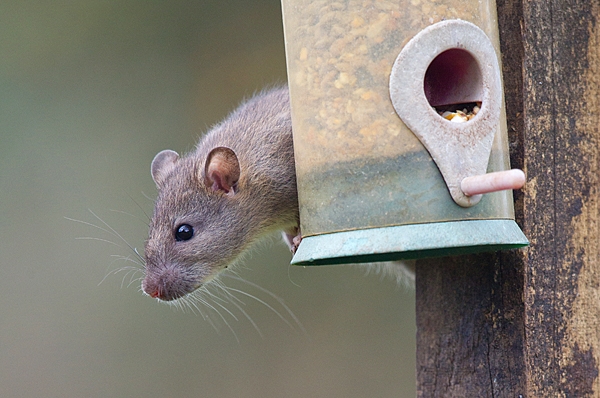 Rat on seed feeder 3. Apr. '20.