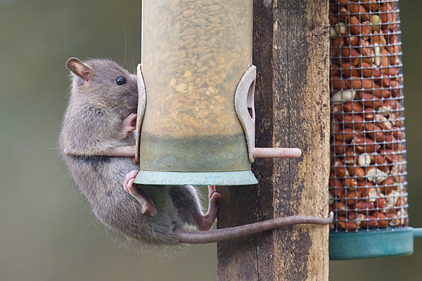 Rat on seed feeder 2. Apr. '20.