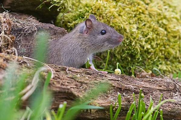 Young Rat on mossy wood. Apr. '20.