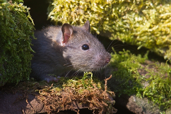 Brown rat emerging from mossy rock hole 3. Apr. '20.