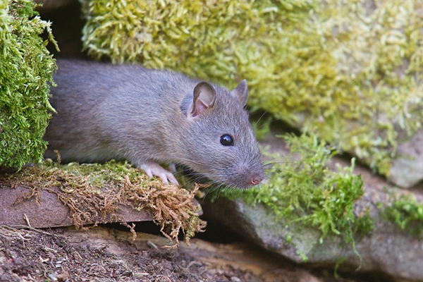 Brown rat emerging from mossy rock hole. Apr. '20.