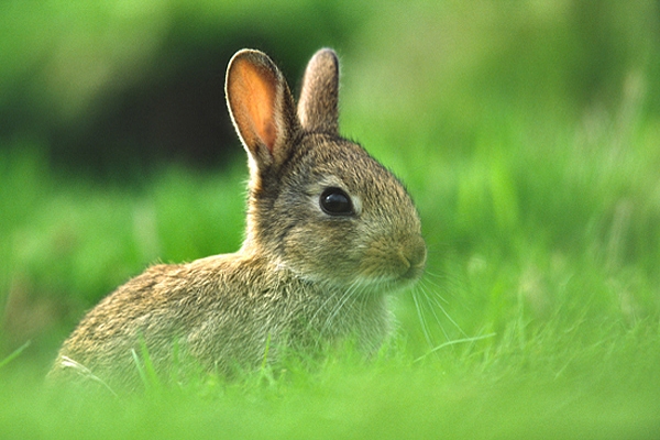 Young Rabbit.