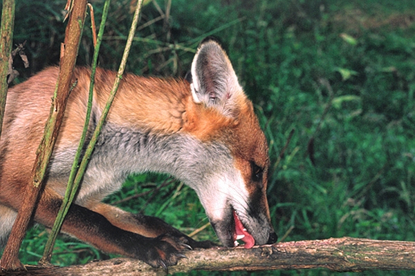 Young Fox.