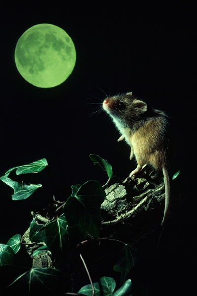 Harvest Mouse in the moonlight.