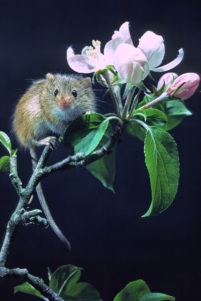 Harvest Mouse on apple blossom.