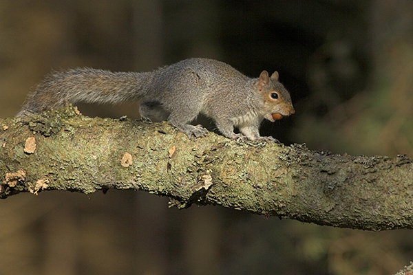 Grey Squirrel carrying nut.