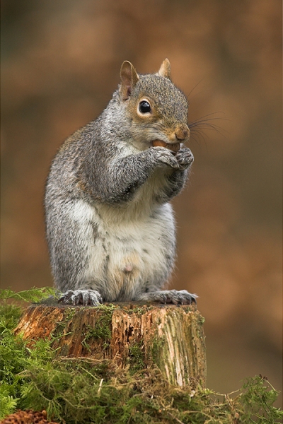 Grey Squirrel eating nut.