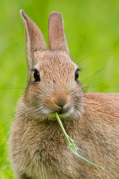 Young Rabbit with grass stem. July. '20.