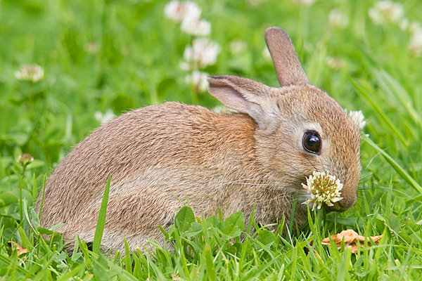 Young Rabbit with clover. July. '20.