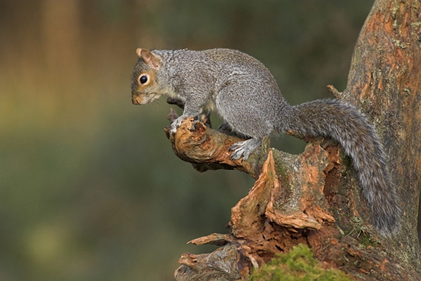 Grey Squirrel on old stump.