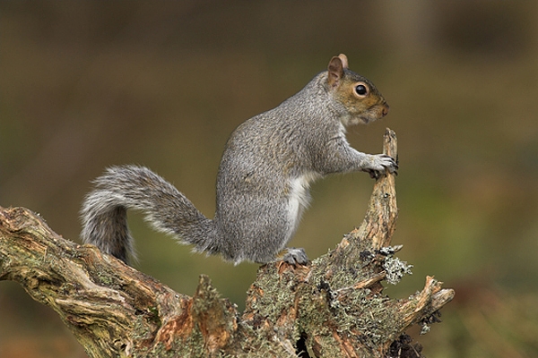 Grey Squirrel on stump.