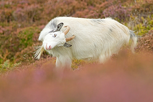 Female wild goat in heather 2. Sept. '20.