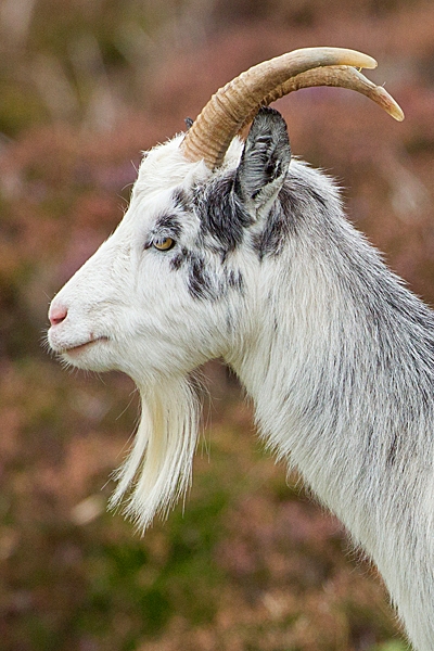Female wild goat portrait. Sept. '20.