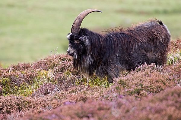 Dark male wild goat 3. Sept. '20.