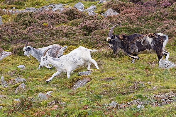 Dark male wild goat chasing after female with kid. Sept. '20.