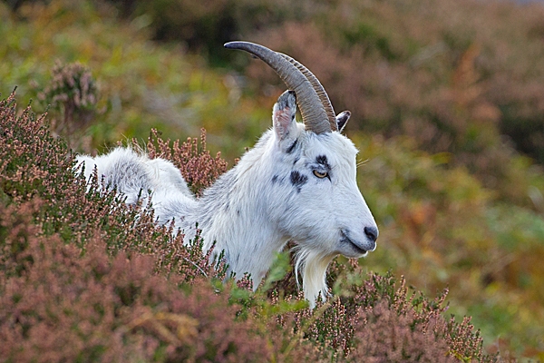 Wild nanny goat lying in heather. Oct. '20.