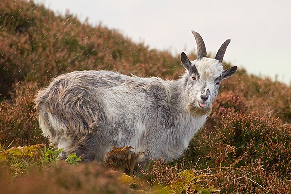 Wild goat youngster in the rain.T3. Oct. '20.