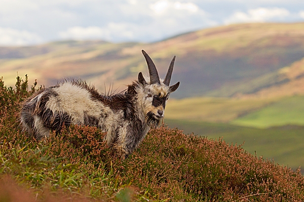 Wild goat youngster in landscape 2. T3. Oct. '20.