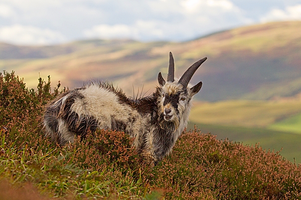 Wild Goat youngster in landscape 1. T3. Oct. '20.