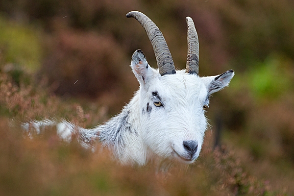 Wild nanny goat portrait 2.T3. Oct. '20.