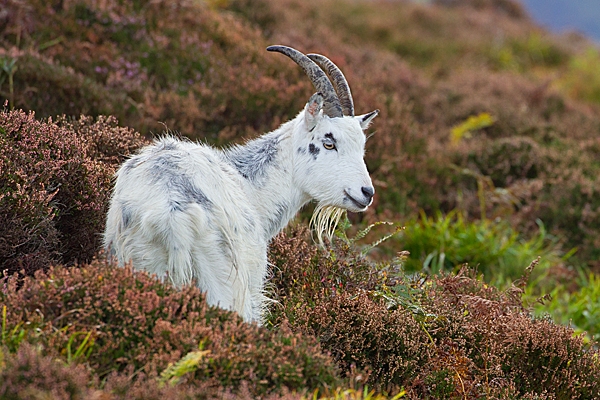 Wild nanny goat in heather. T3. Oct. '20.