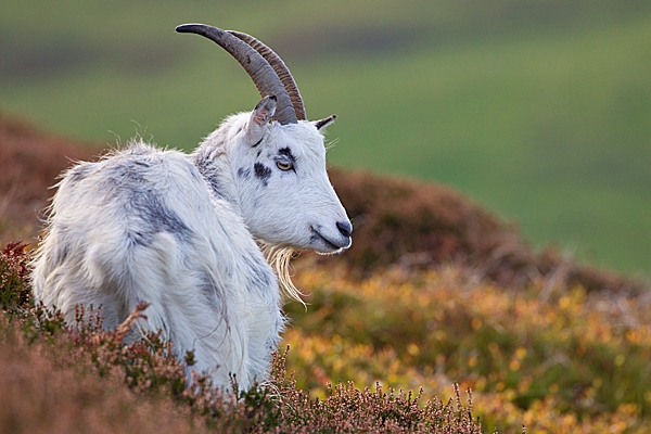 Wild nanny goat in heather 2. T3. Oct. '20.