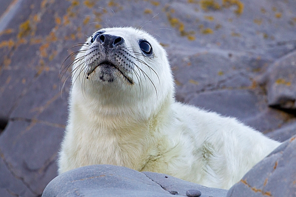 Grey Seal pup looking up.3. Nov. '20.