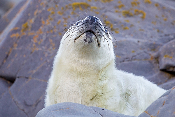 Grey Seal pup looking up 2. Nov. '20.