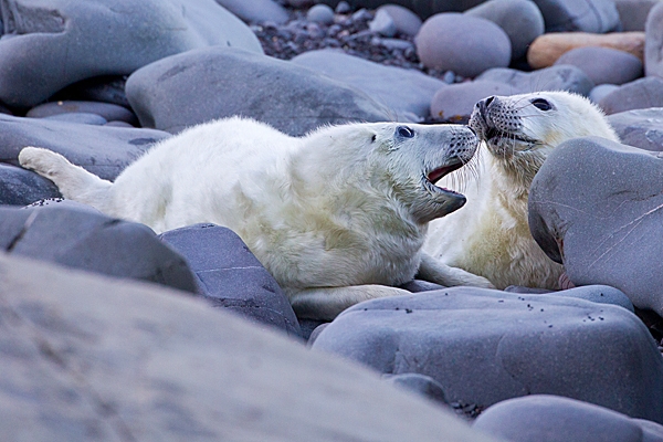 2 Grey Seal pups having a tiff. Nov. '20.