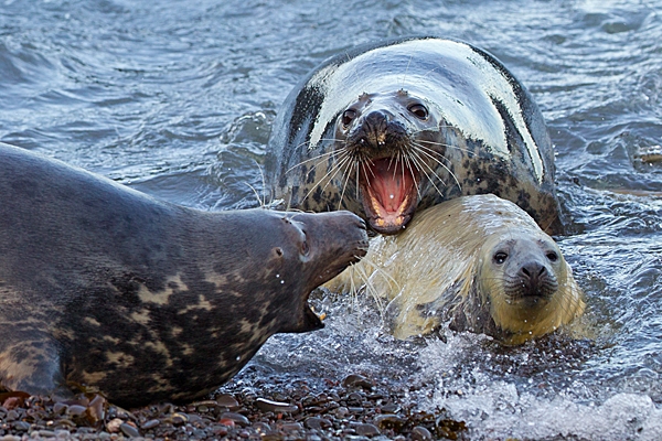 Grey Seal cow protecting pup. Nov. '20.