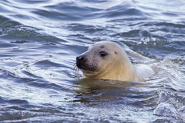 Grey Seal pup in the sea. Nov. '20.