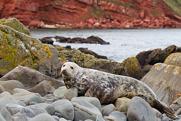 Female Grey Seal landscape. Nov. '20.