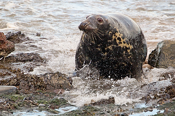 Female Grey Seal rushing ashore,away from bull. Nov. '20.