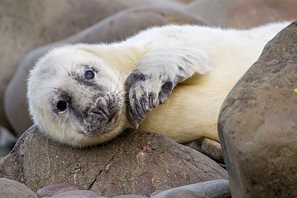 Sleepy Grey Seal pup 3. Nov. '20.